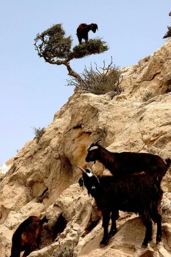 cabras cabras