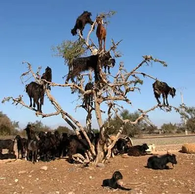 Marruecos: el misterio de las cabras que trepan árboles