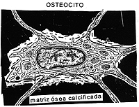 crecimiento crecimiento