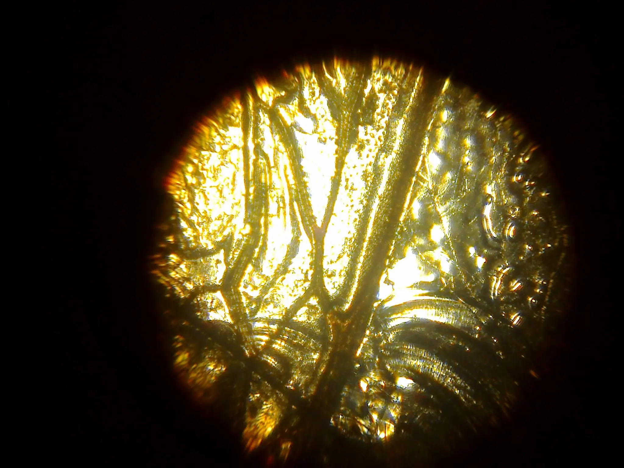fotografia microscopica