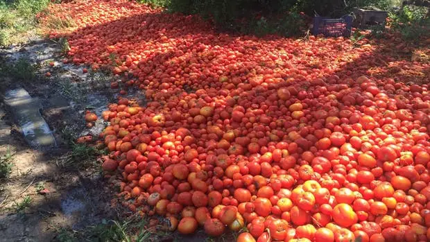 tomates tomates