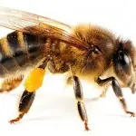 abejas