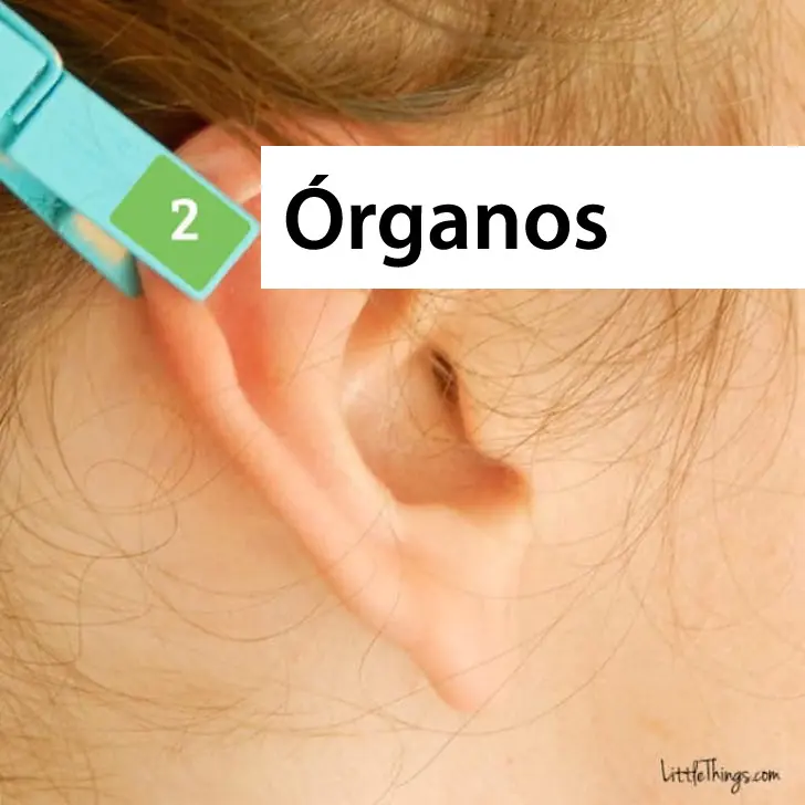 orejas