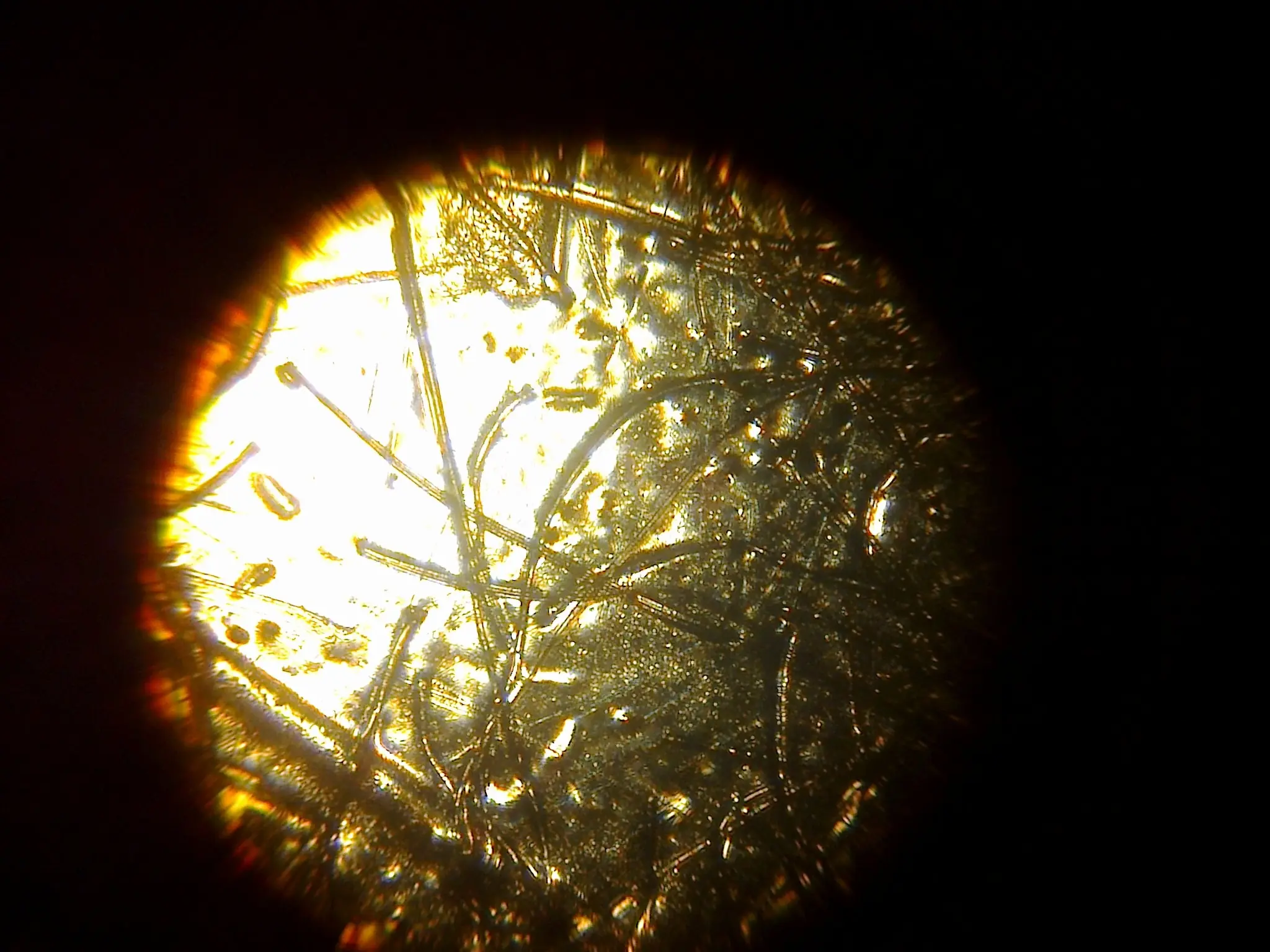fotografia microscopica
