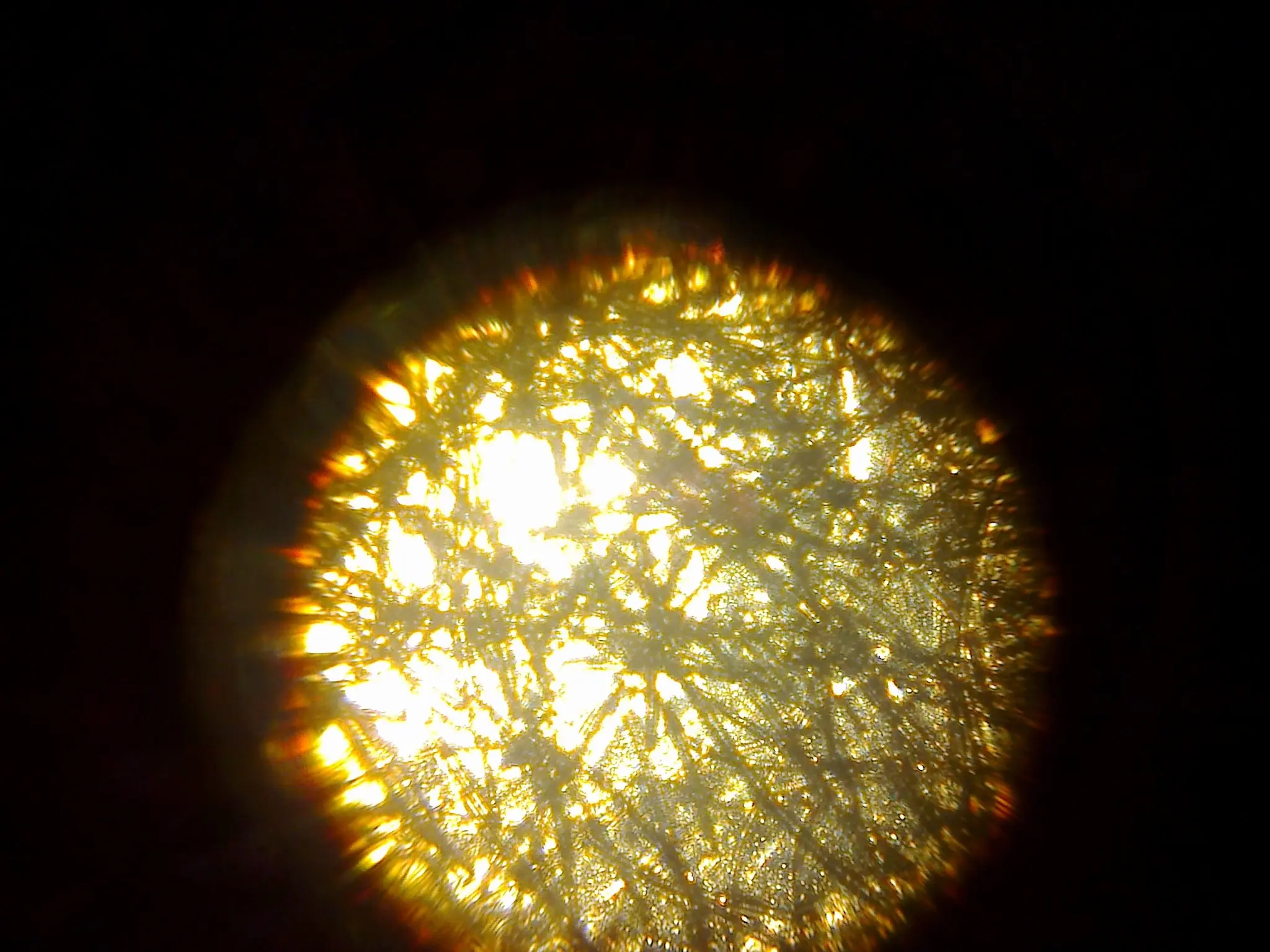 fotografia microscopica