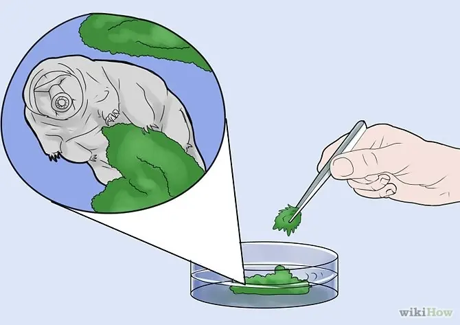 agua