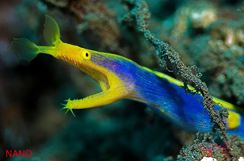 peces