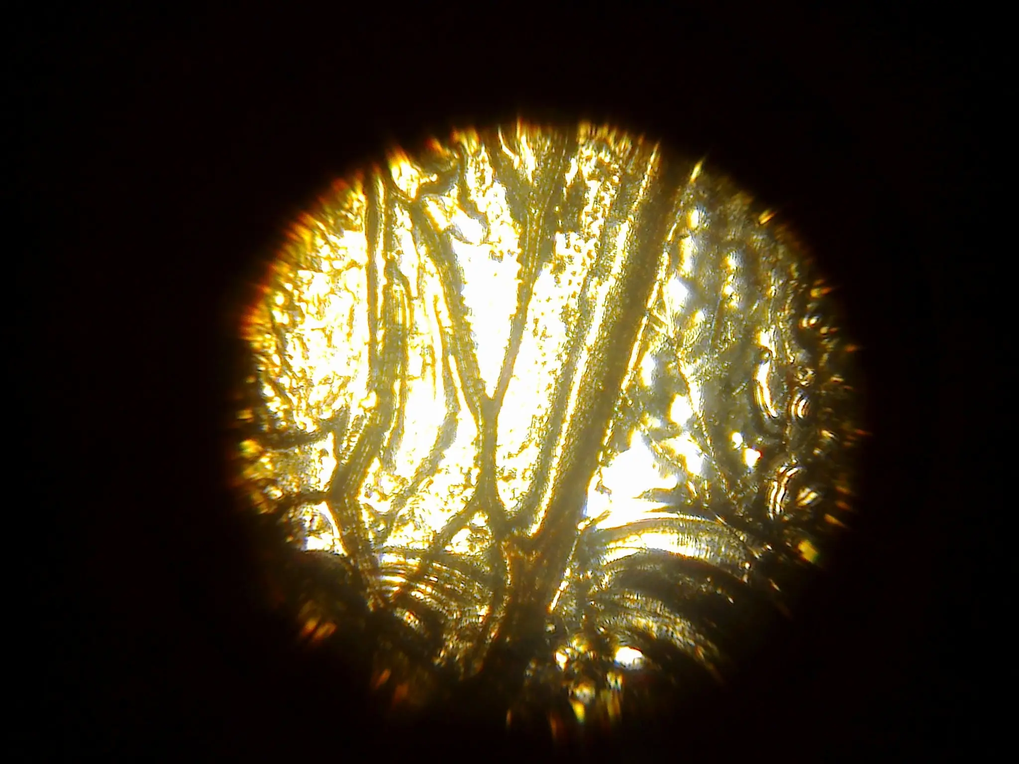 Probando mi microscopio (Imágenes)