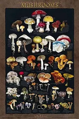 psicodelia