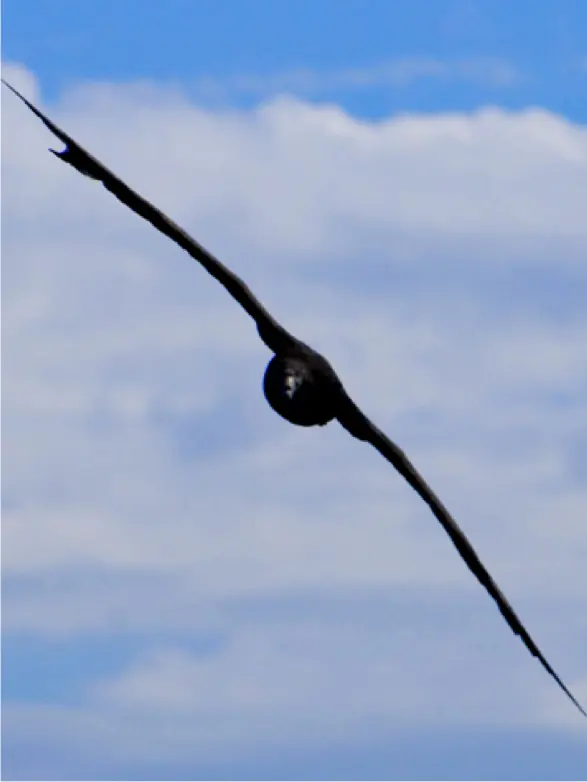 como vuela un avion