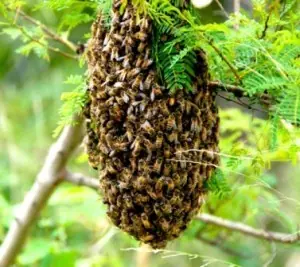 abejas