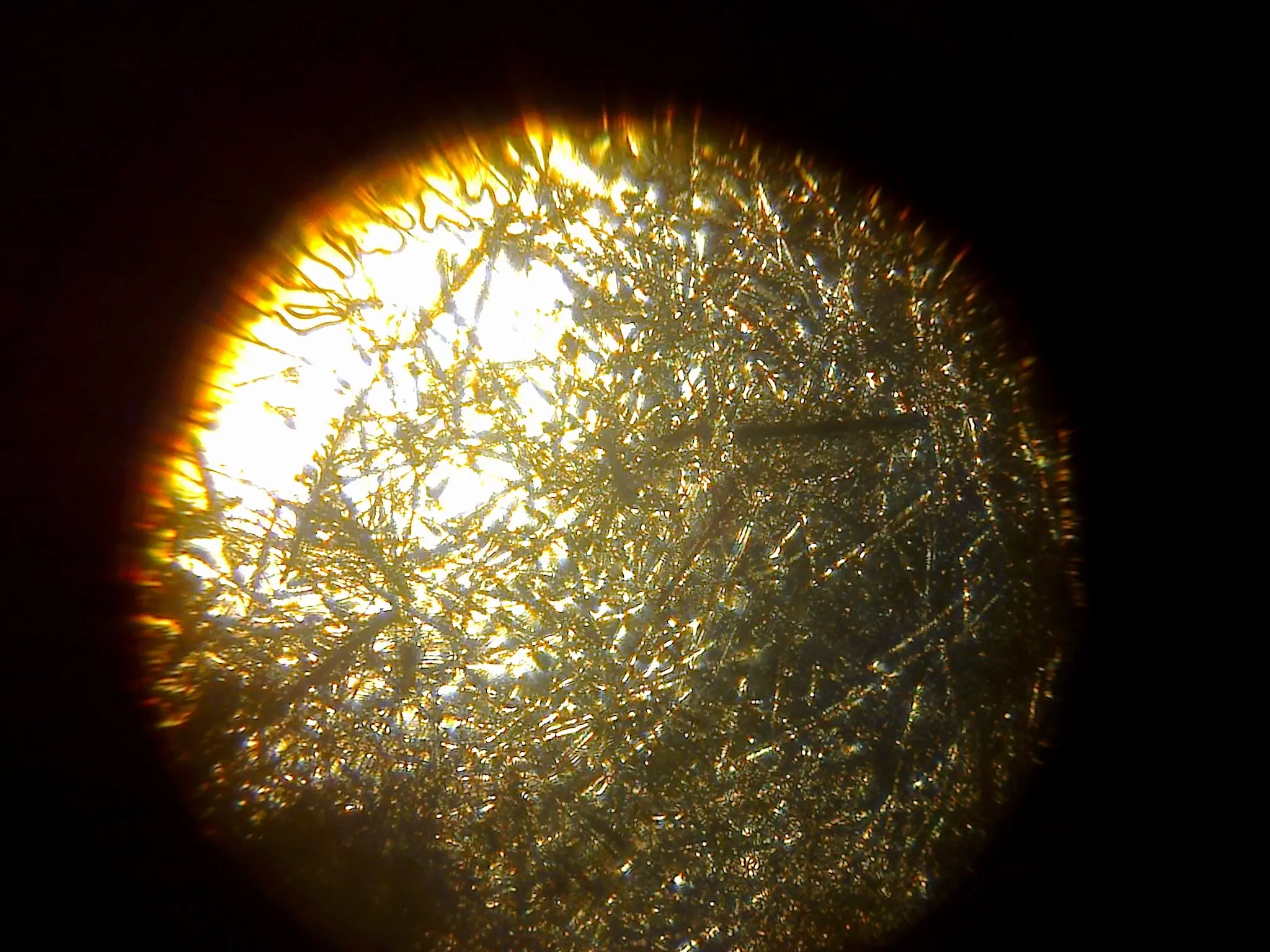 microscopio optico