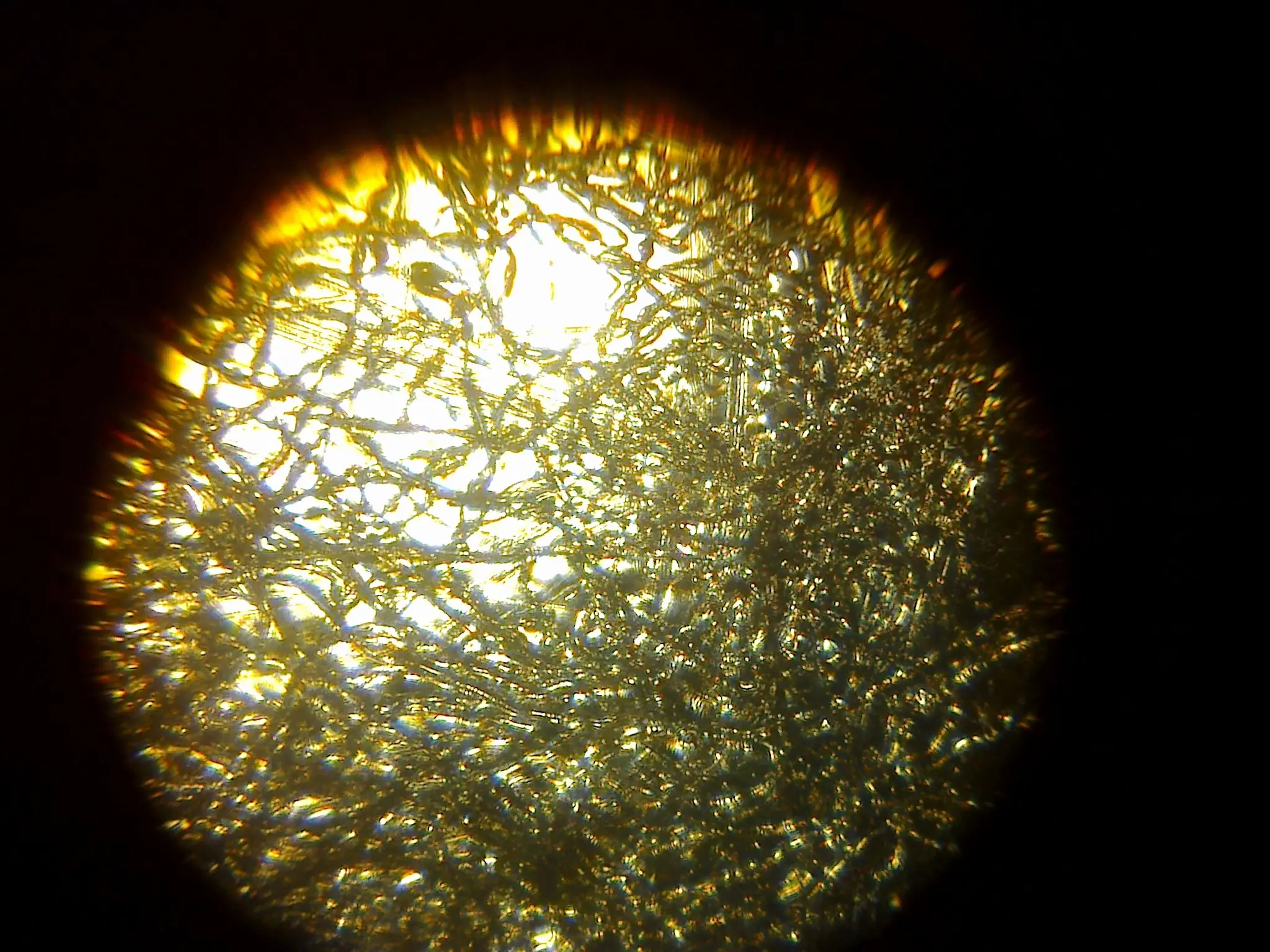 Ala de mosquito al microscopio