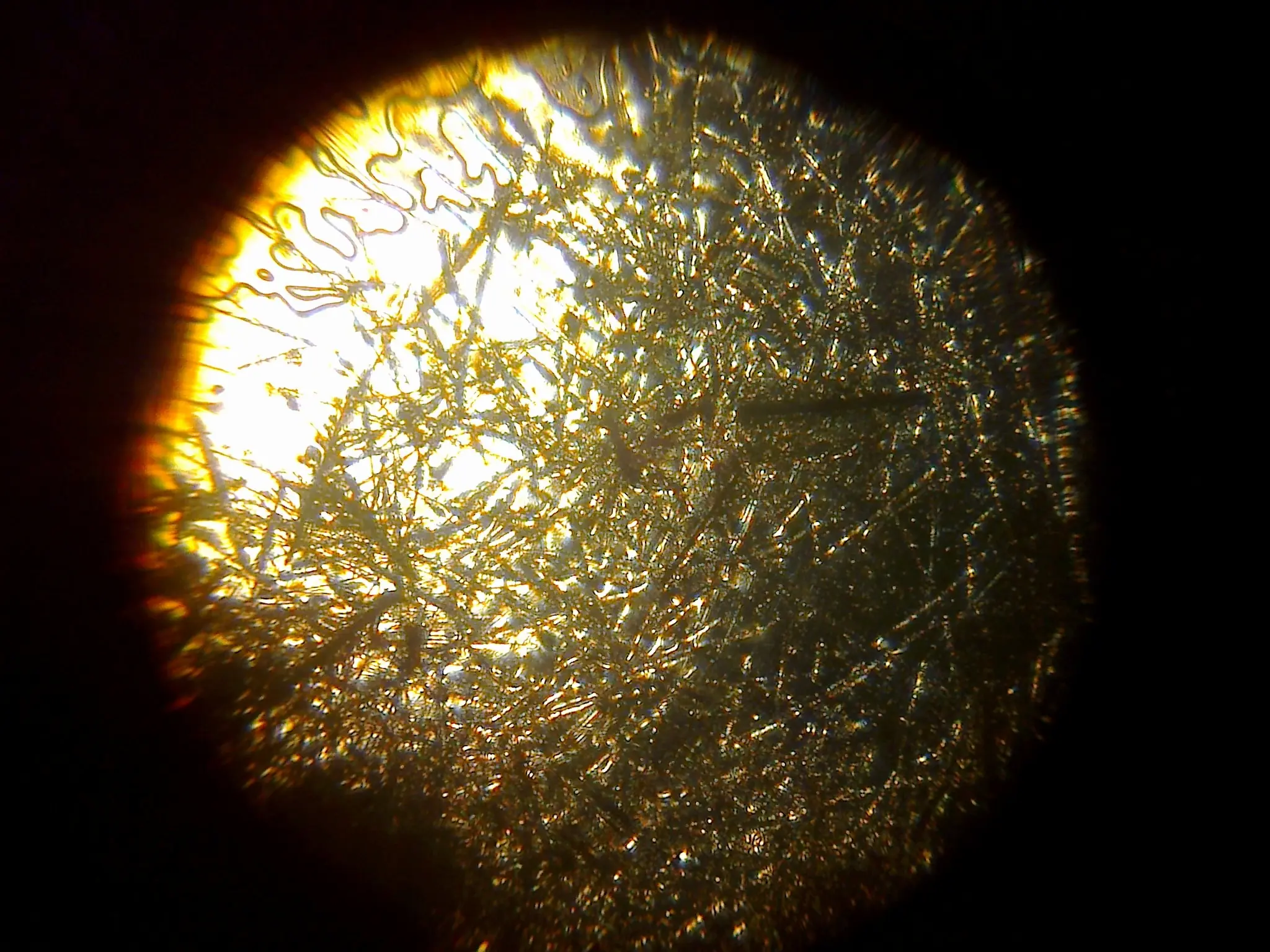 Ala de mosquito al microscopio