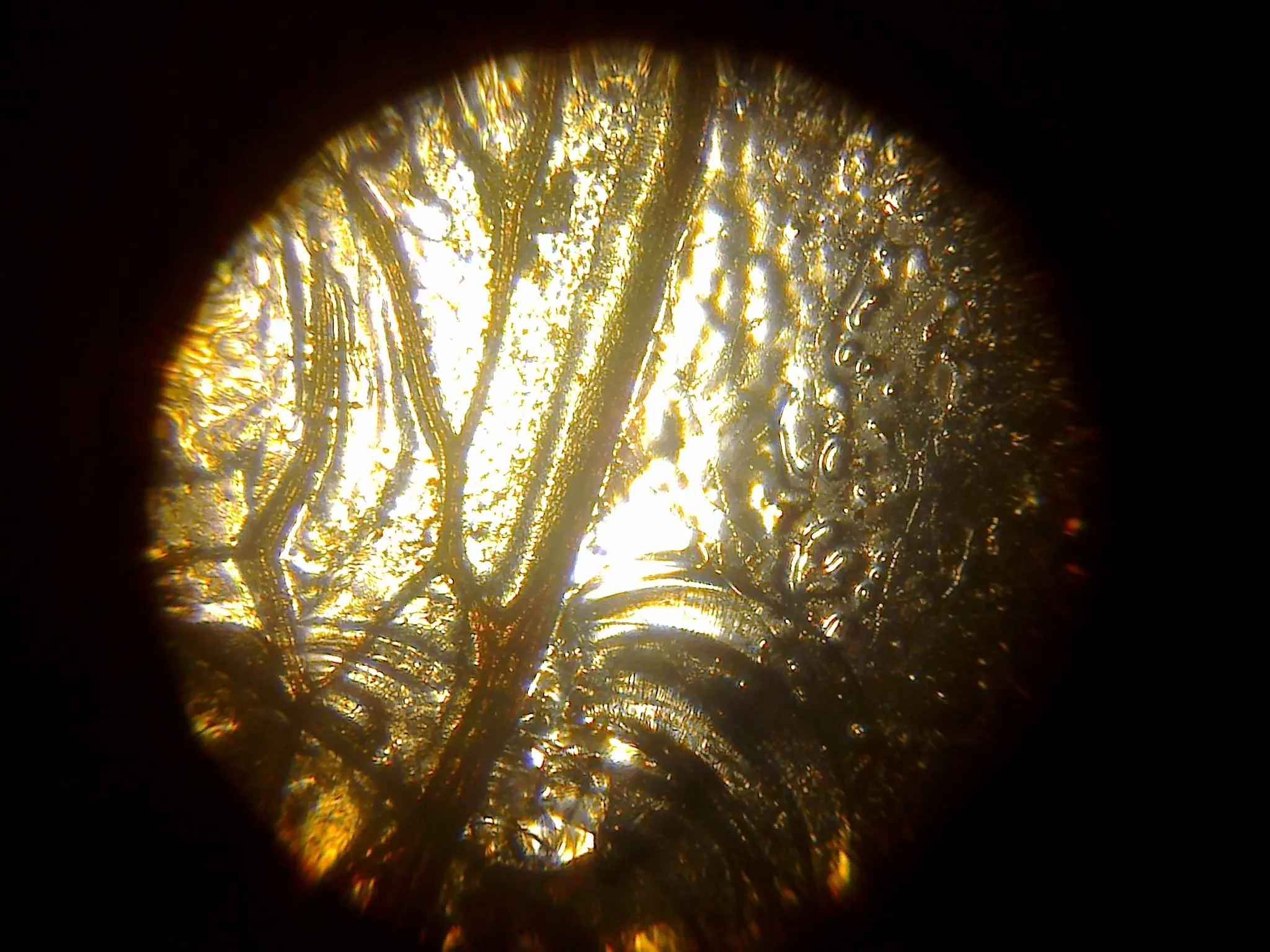 microscopio optico
