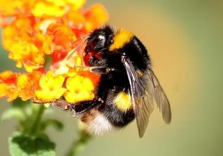 abejas