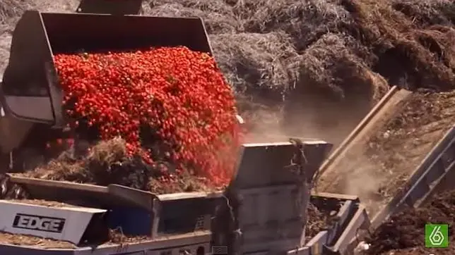 Productores tiraron 100 MIL kilos de tomates