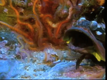 peces