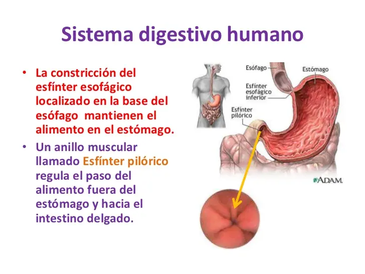 cuerpo humano