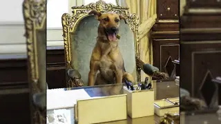 Y paso nomas, el perro de Macri cagó el sillón!