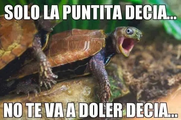 memes