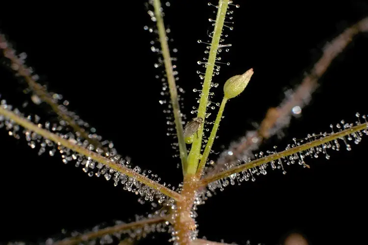 Carnivoras