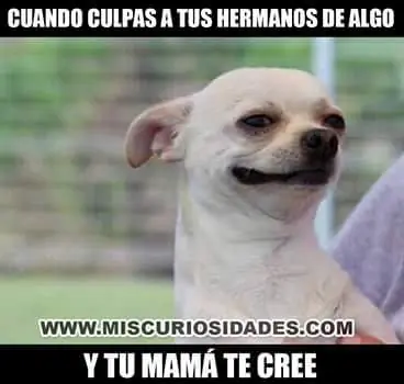 (Crap) Imágenes que explican lo que es tener un hermano