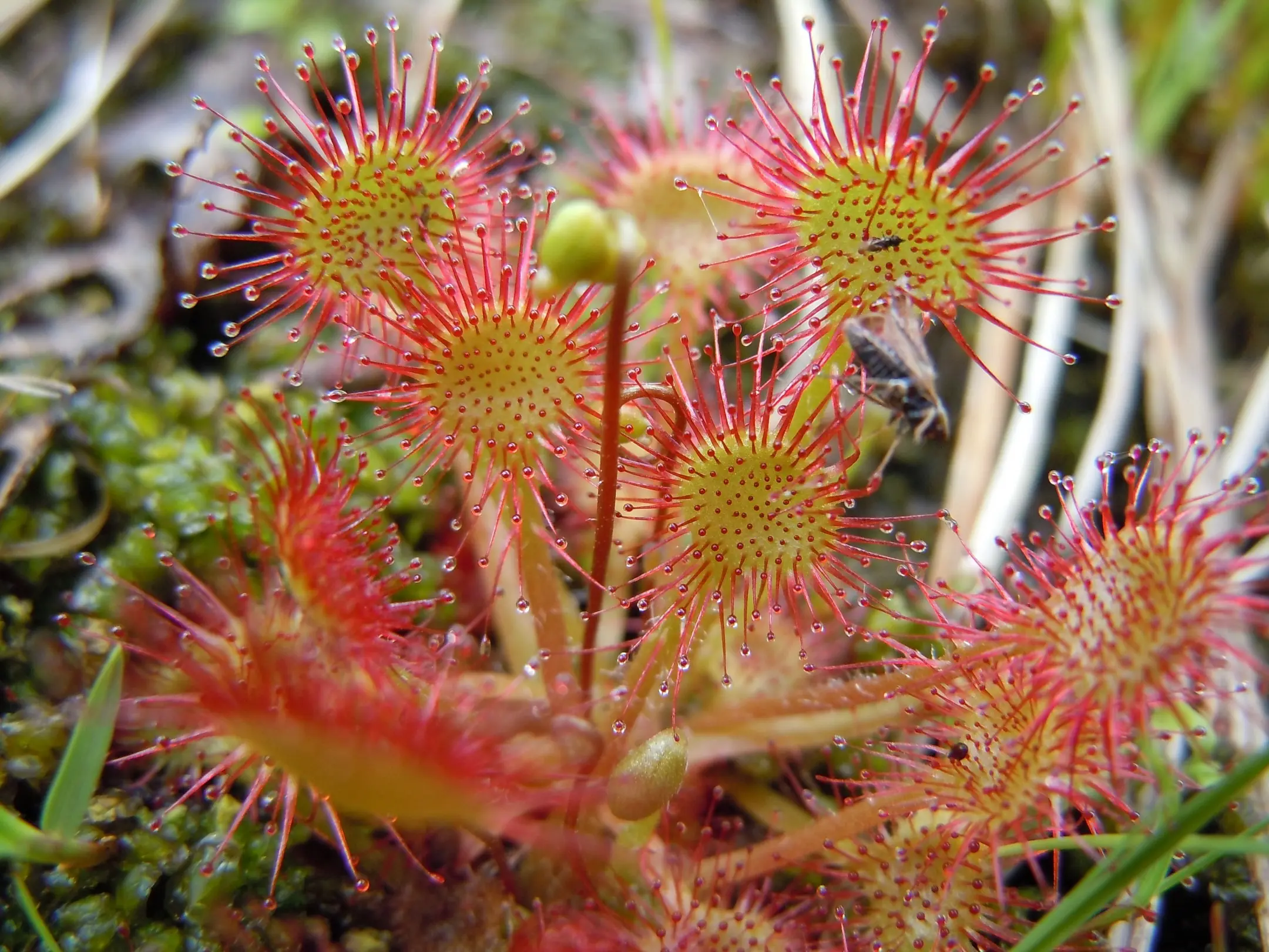 Las plantas carnívoras más impresionantes.