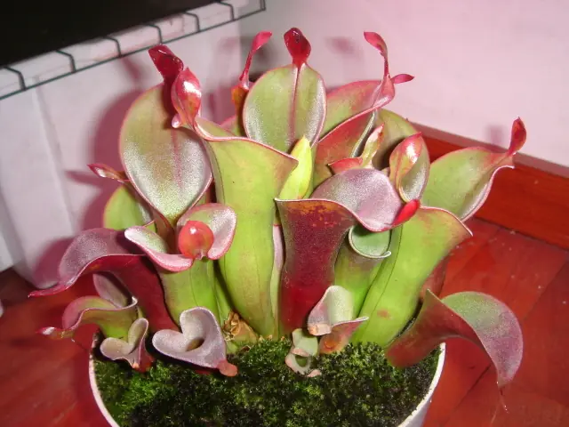 Carnivoras