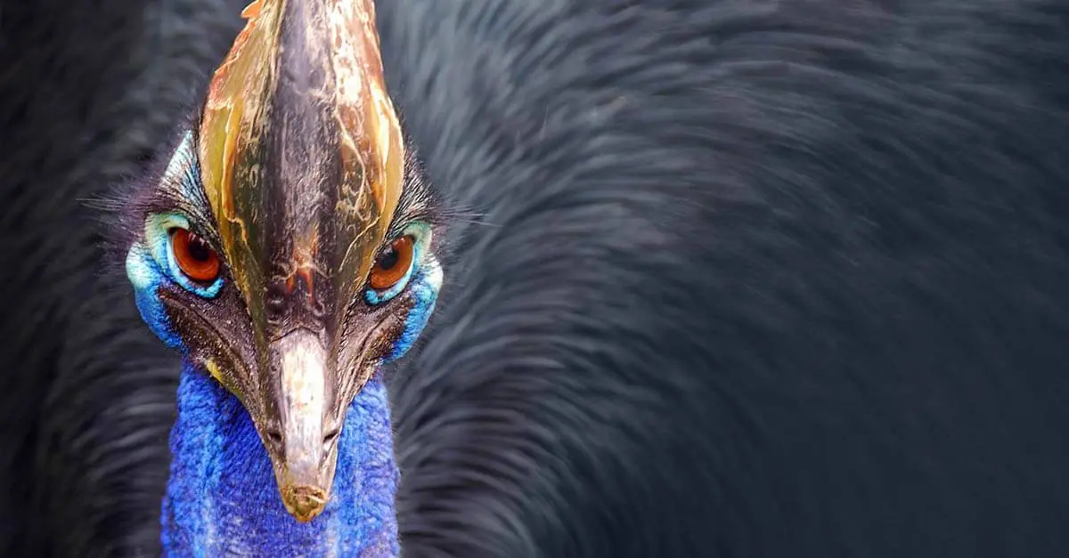 Top 10 Aves mas grandes del mundo.