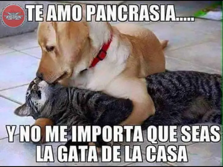 humor