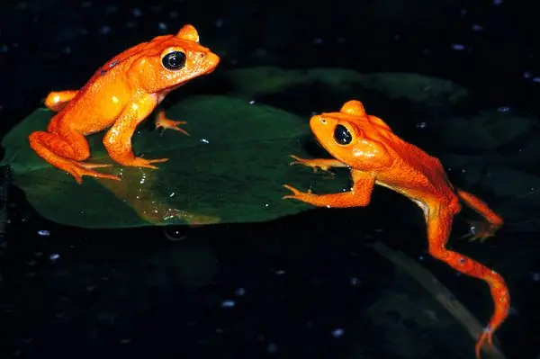 Animales extintos recientemente