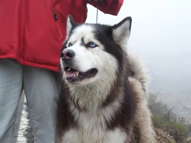 perros