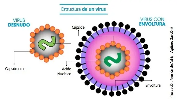 Virus
