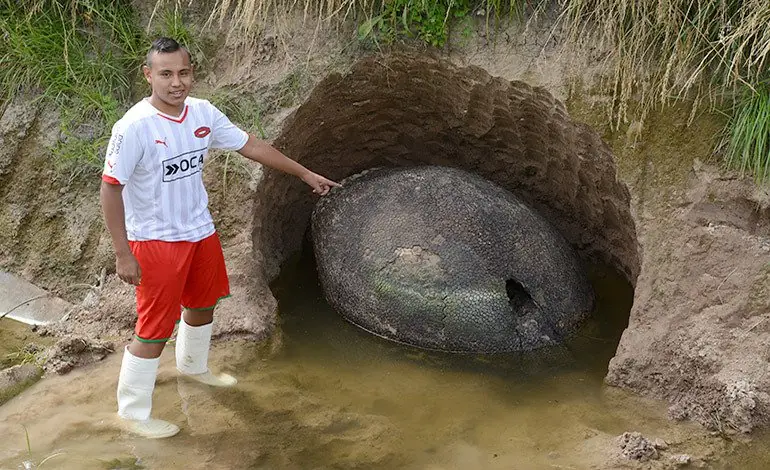 Caparazón gigante con forma de huevo sorprende a Argentinos