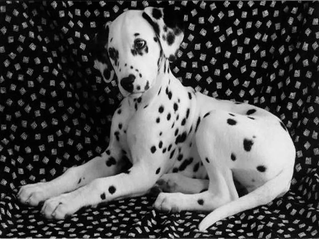 Dalmata infromacion e imagenes