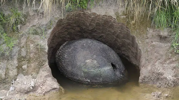 gliptodonte gliptodonte
