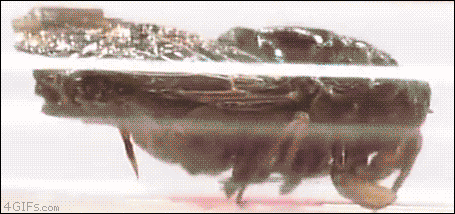Lo mejor de 4gifs