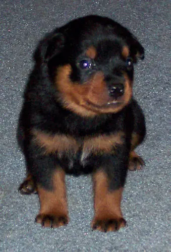 rottweiler