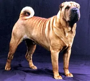 adiestrar