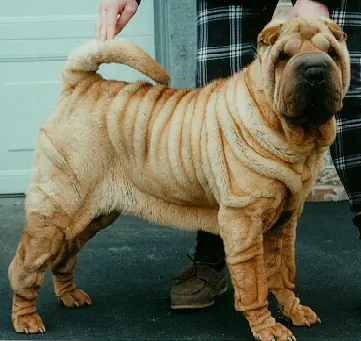 perros