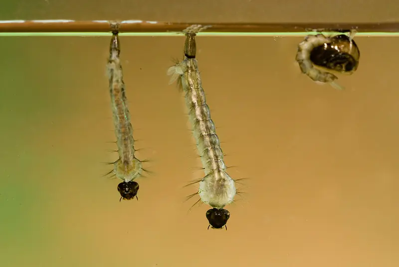 mosquitos mosquitos