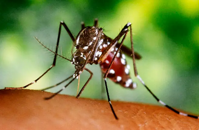 mosquito mosquito