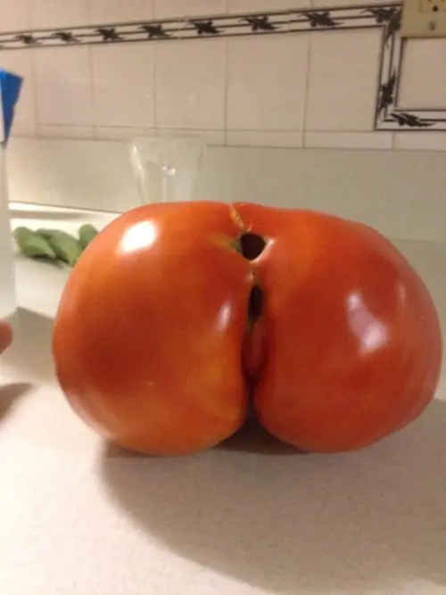quetenes