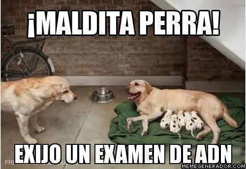 Imagenes graciosas