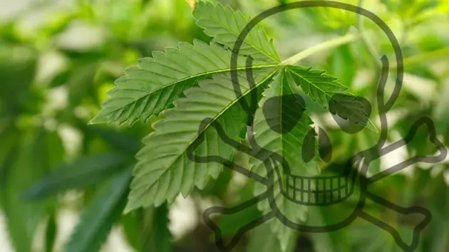 Científicos alemanes aseguran haber detectado 2 muertes...