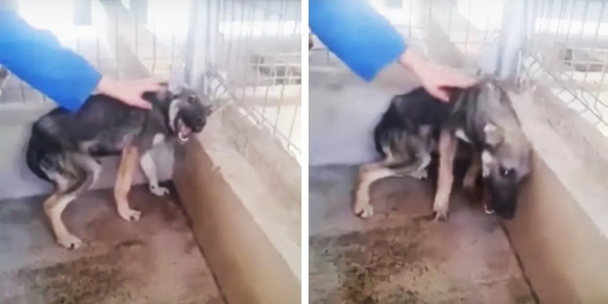Perro Golpeado Llora, Por caricias de Amor (Baja el volumen)