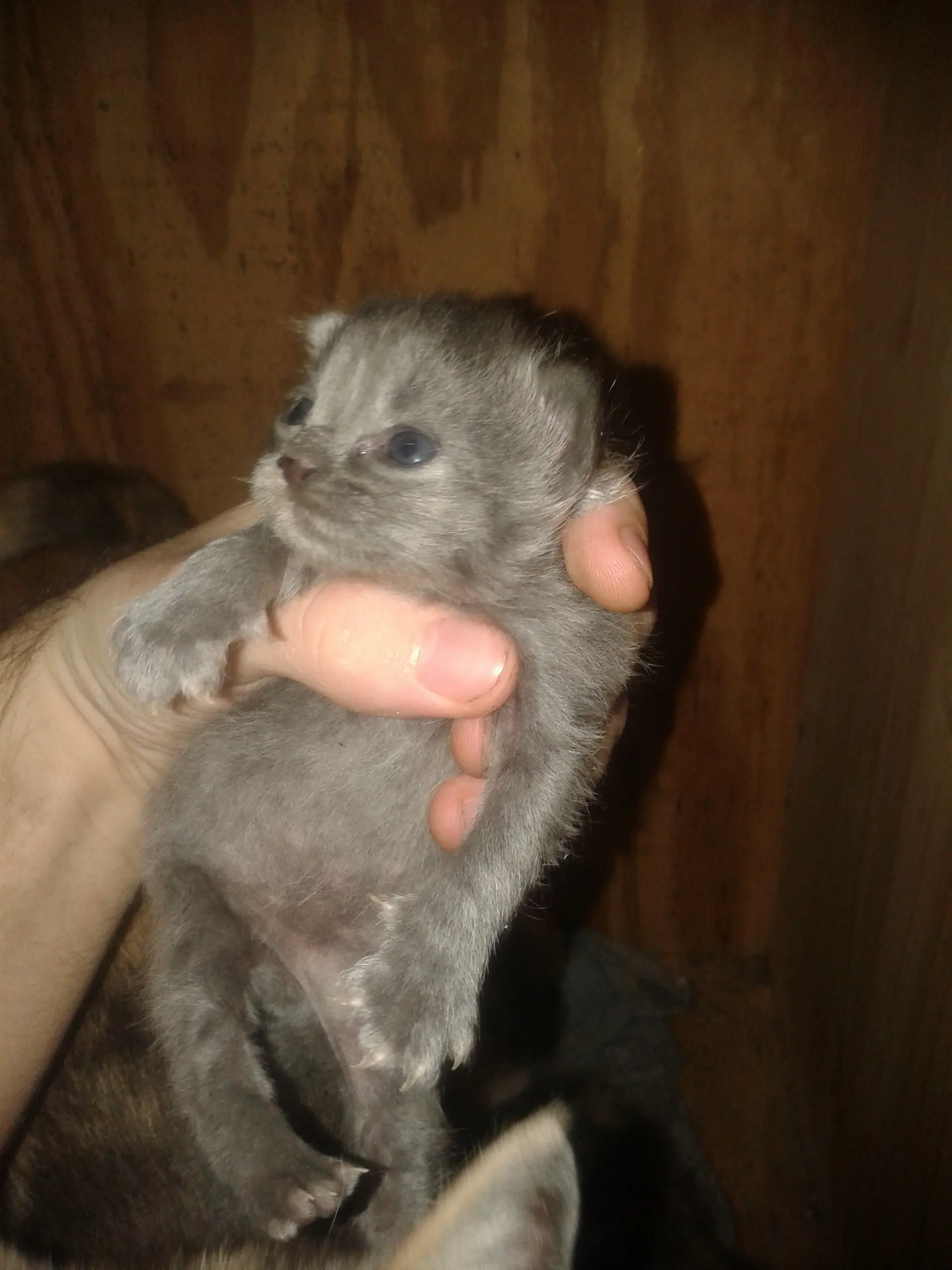 gatos