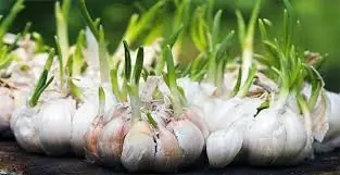 10 Asombrosos beneficios medicinales del ajo...