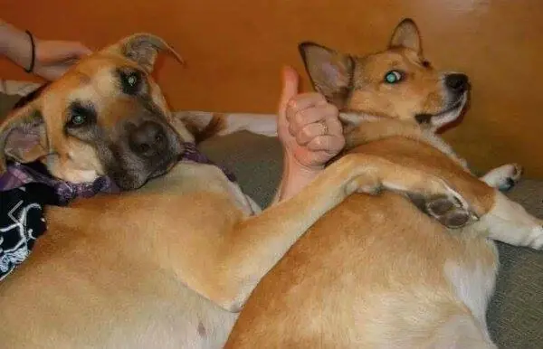 imagenes